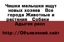   Чишки-малышки ищут новых хозяев - Все города Животные и растения » Собаки   . Адыгея респ.